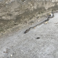 IMG 4863