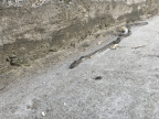 IMG 4863